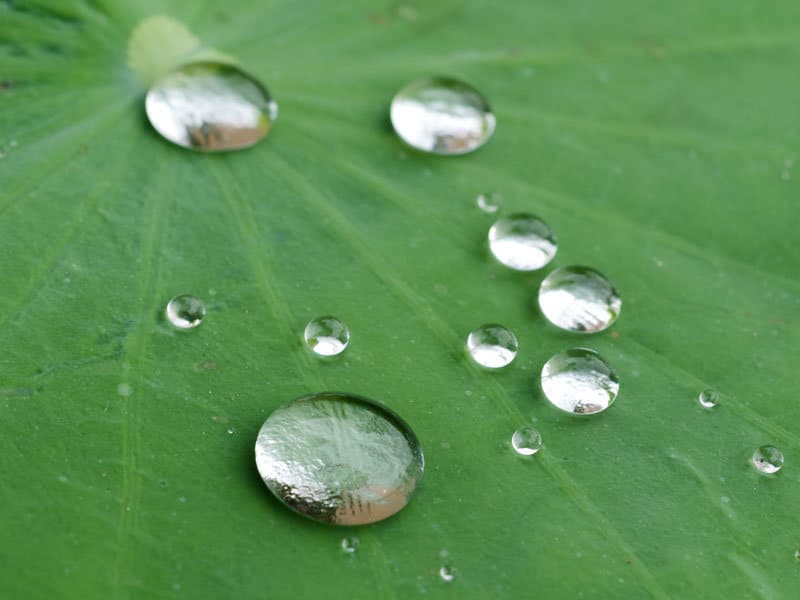 superhydrophobic